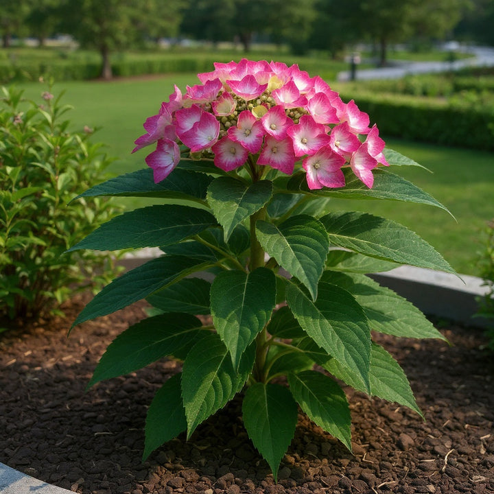 Obsidian Storm Cloud Hydrangea plant showing distinctive flowers