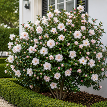 Camellia sasanqua Paradise Pearl