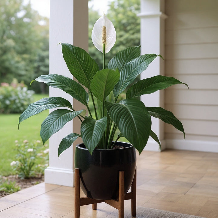 Peace Lily showing lush evergreen foliage