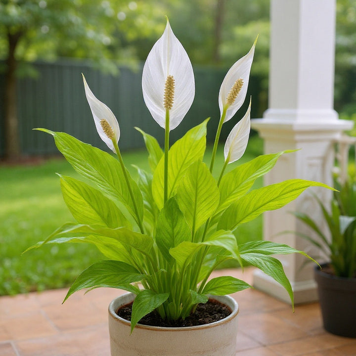 Peace Lily showing elegant white flowers