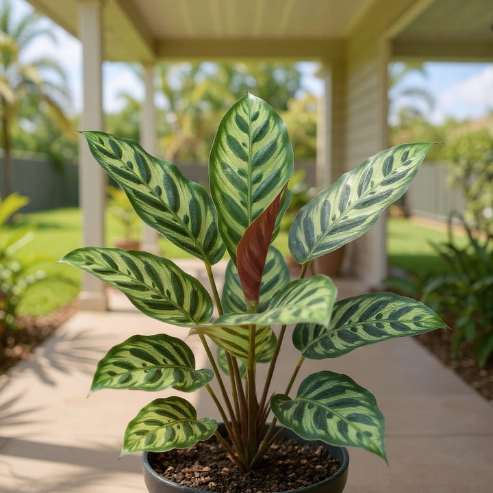 Peacock Plant showing light green leaves with deep green markings mimic peacock feathers