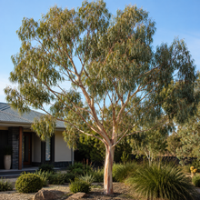 Eucalyptus fasciculosa