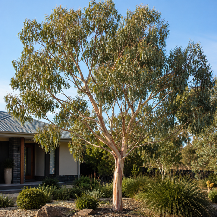 Eucalyptus fasciculosa