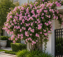 Pandorea jasminoides Pink Magic