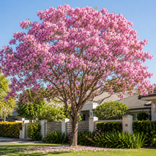 Tabebuia rosea