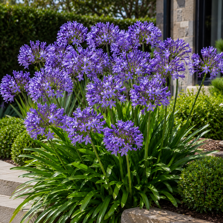 Purple Cloud Agapanthus - Agapanthus 'Purple Cloud' in an Australian garden setting