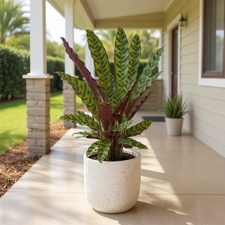 Rattle Snake Plant showing distinctive wavy leaves