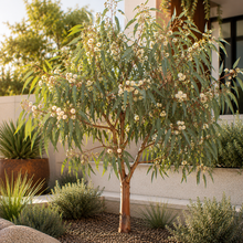 Eucalyptus polyanthemos
