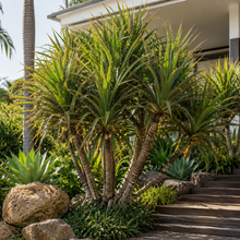 Pandanus utilis Red Edge