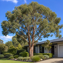 Eucalyptus tricarpa