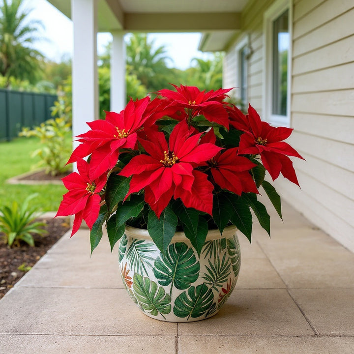 Red Oak Poinsettia plant showing deep red textured bracts