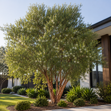 Melaleuca viridiflora