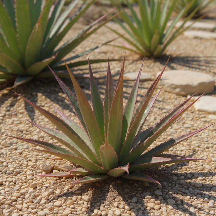 Red Yucca plant showing vivid red flower spikes