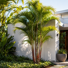 Dypsis lastelliana