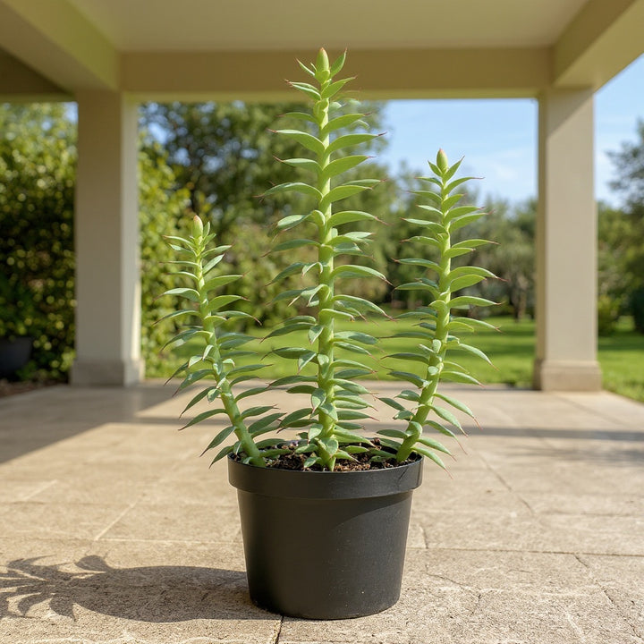 Ripple Jade plant showing unique wavy leaves