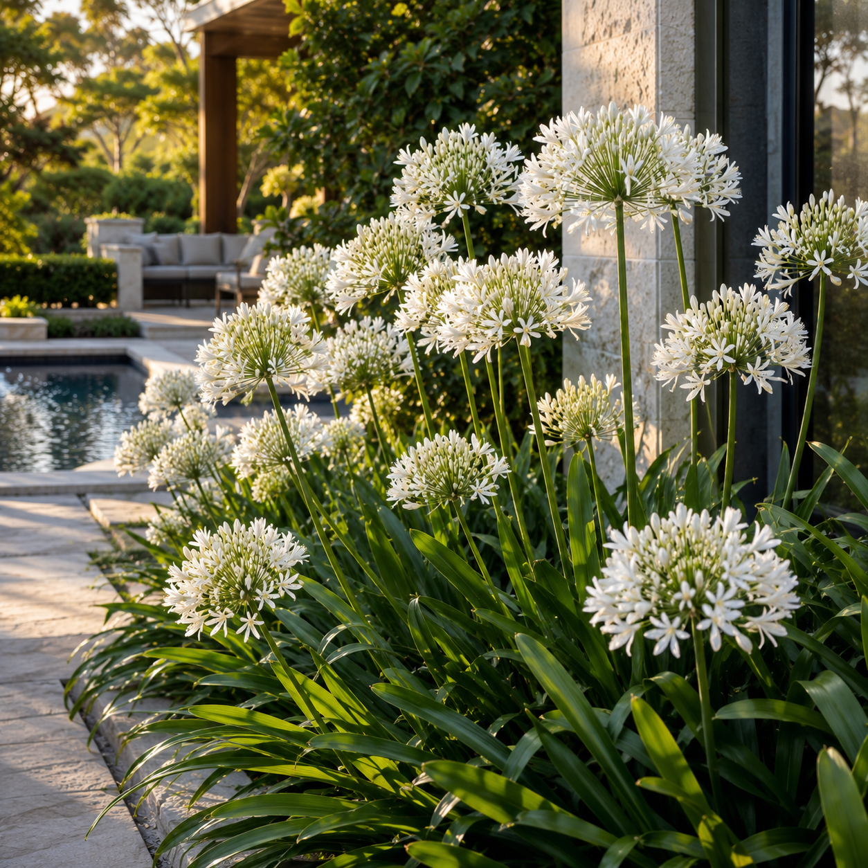 River Garden White Agapanthus - Agapanthus 'River Garden White' in an Australian garden setting
