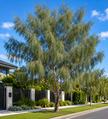 Casuarina cunninghamiana