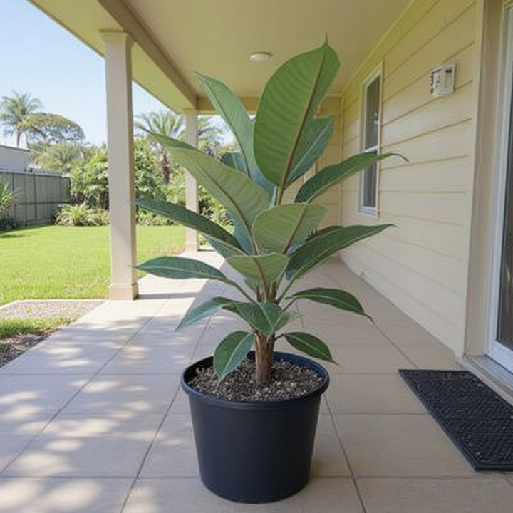 Robusta Rubber Plant showing lush, oversized leaves