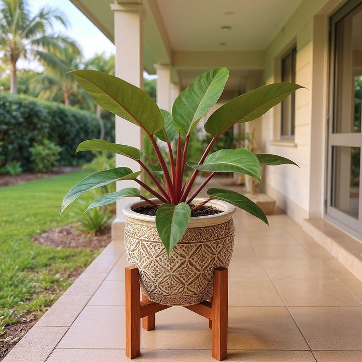 Rojo Congo Philodendron plant showing showy red and green foliage