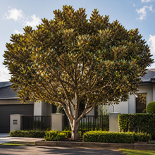 Ficus rubiginosa