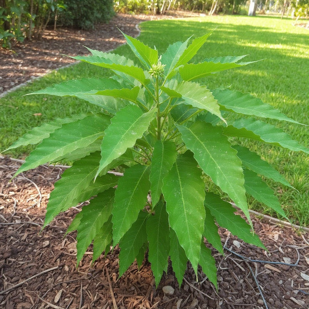 Sabre Tooth Fig showing elegant narrow leaves