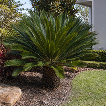 Cycas revoluta