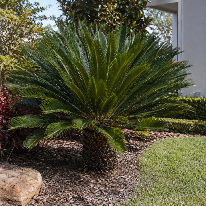 Cycas revoluta