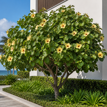 Hibiscus tiliaceus