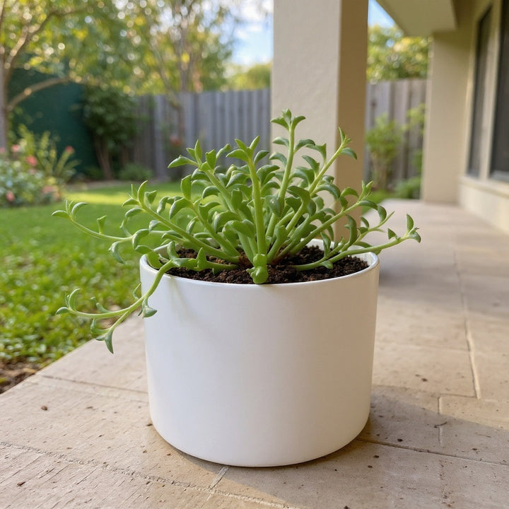 Senecio ‘Dolphin Necklace’ – Succulent showing distinctive dolphin-shaped leaves