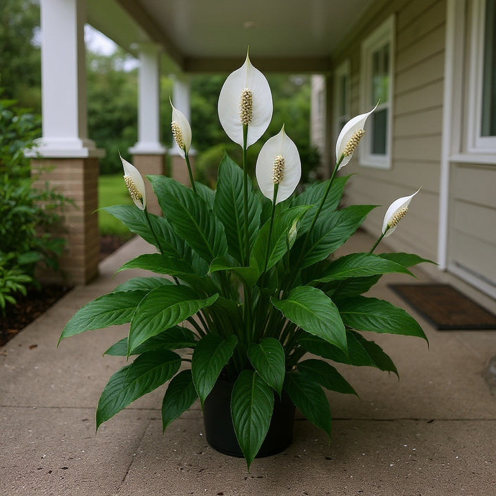 Sensation Peace Lily showing gorgeous oversized foliage