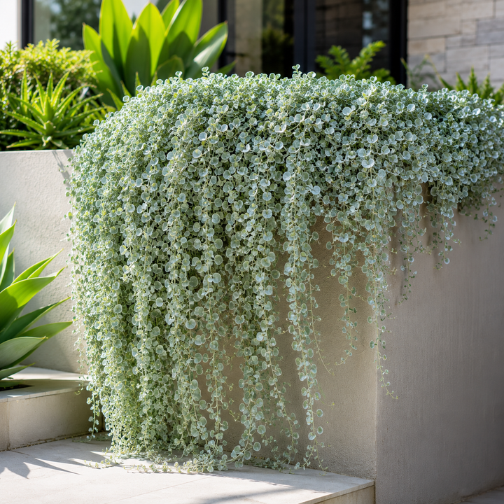 Silver Falls Dichondra - Dichondra argentea in an Australian garden setting