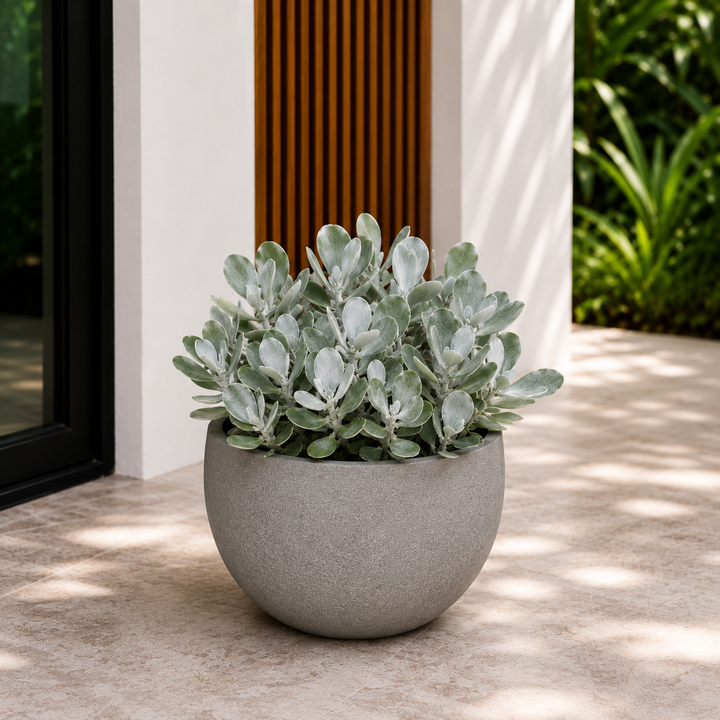 Silver Spoons Kalanchoe - Kalanchoe ‘Silver Spoons’ in an Australian garden setting