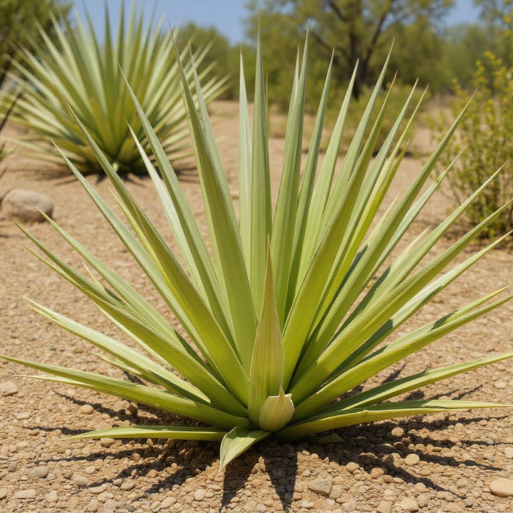 Silver Star Yucca plant showing dramatic, architectural foliage