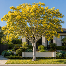 Tabebuia argentea
