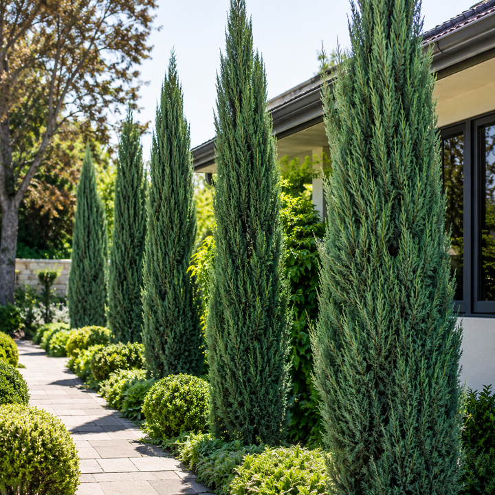 Skyrocket Juniper - Juniperus virginiana 'Skyrocket' in an Australian garden setting