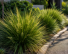Lomandra hystrix