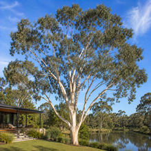 Eucalyptus victrix