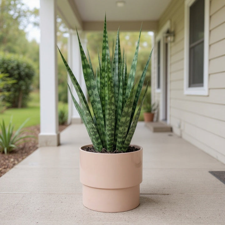 Snake Plant showing sculptural form and low-water appeal