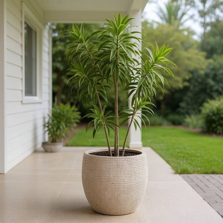Song of India plant showing distinctive variegated foliage
