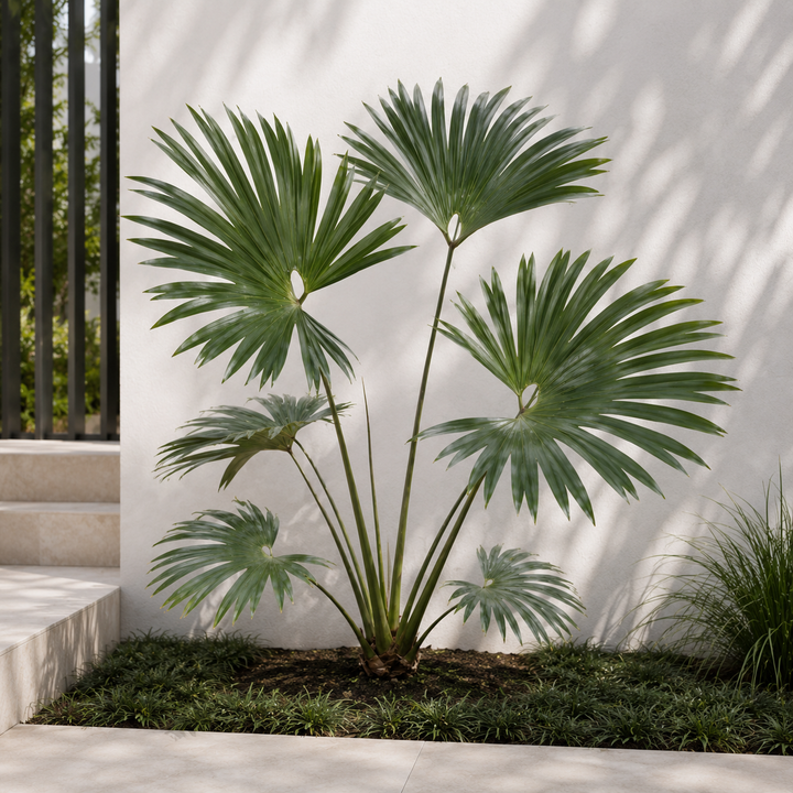 Split Leaf Cyclanthus - Cyclanthus bipartitus in an Australian garden setting