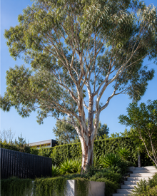 Corymbia maculata