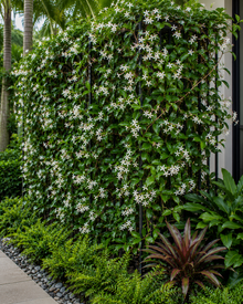 Trachelospermum jasminoides