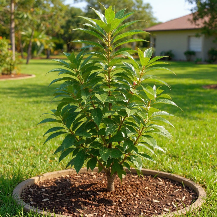 Star Ruby Grapefruit Tree showing compact and easy to grow