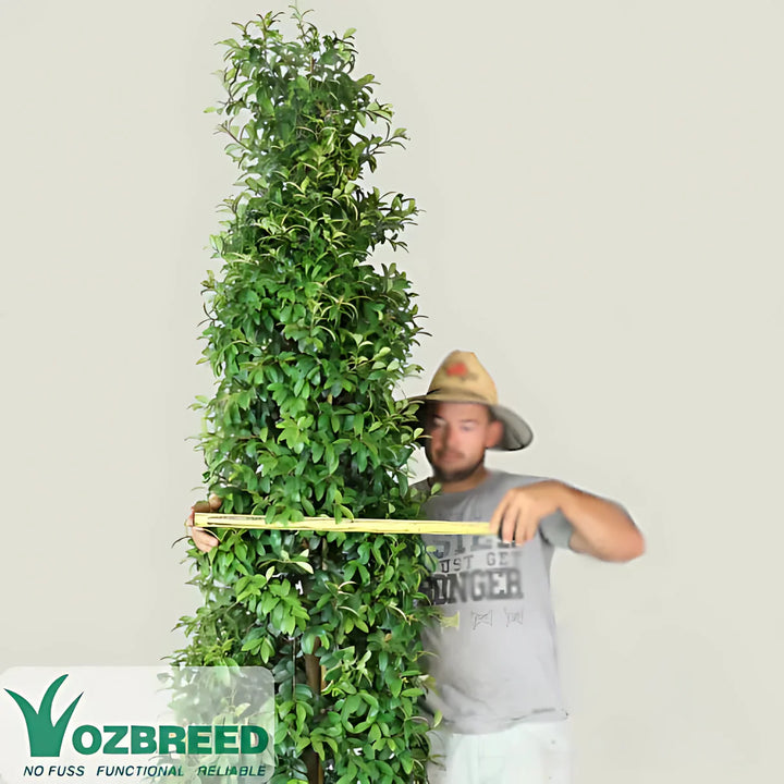 Straight and Narrow™ Lilly Pilly - Straight and Narrow™ Syzygium australe ‘SAN01’ PBR Intended in an Australian garden setting