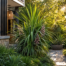 Cordyline stricta