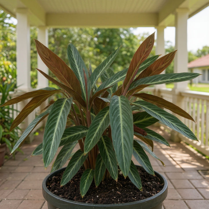 Stromanthe sanguinea plant showing bold two-tone foliage