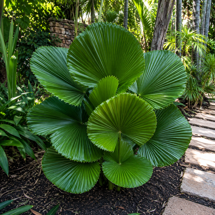 Licuala peltata var. sumawongii
