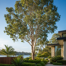 Eucalyptus robusta