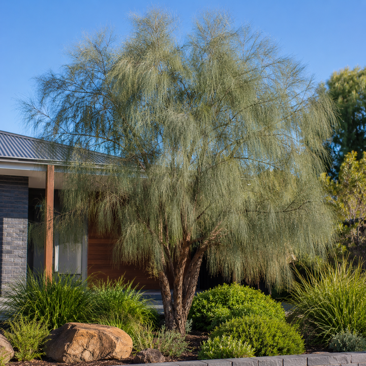 Swamp She oak - Casuarina obesa in an Australian garden setting