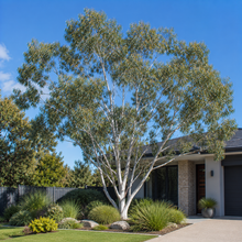 Eucalyptus occidentalis